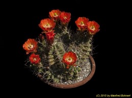 Echinocereus coccineus  ssp. roemeri 1591